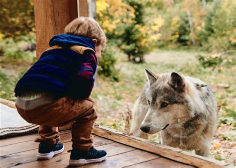 parc omega wolf cabin website